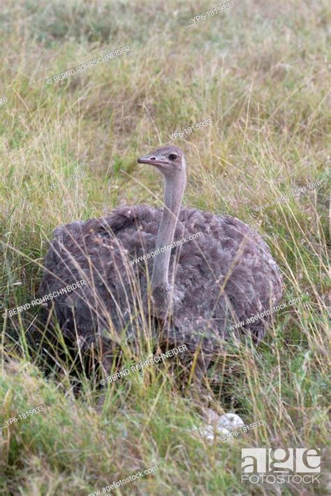Female Ostrich Struthio Camelus Sitting On Nest Masai Mara Kenya