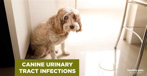 Canine Urinary Tract Infections What You Need To Know