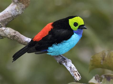 🔥 A Paradise Tanager With Its Striking Rgb Colors R Natureisfuckinglit