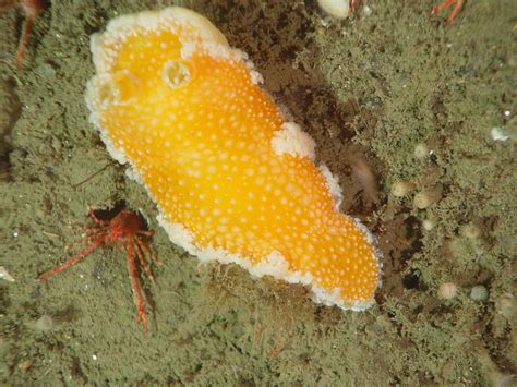 Expl1030 Orange Peel Nudibranch Tochuina Tetraquetra F Flickr