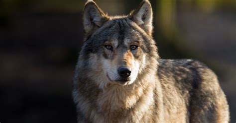 Government Plans To Lift Gray Wolf Protections And Wildlife Advocates