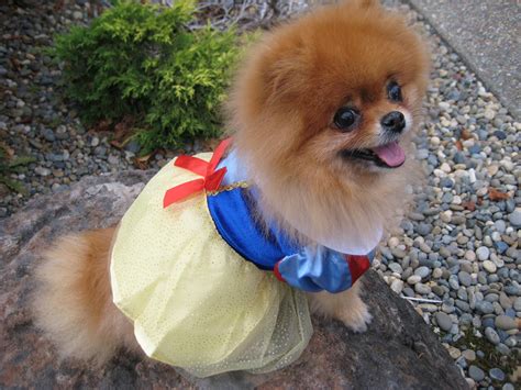 A Small Dog Dressed Up Like Snow White And Wearing A Dress With Red