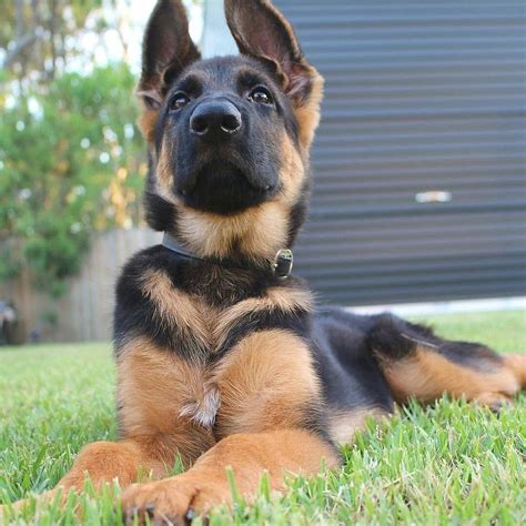 48 Cute German Shepherd Puppy Pics Picture Ukbleumoonproductions