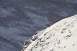 Kamchatka Snow Sheep (Bighorn) - Kamchatka Trophy Hunts
