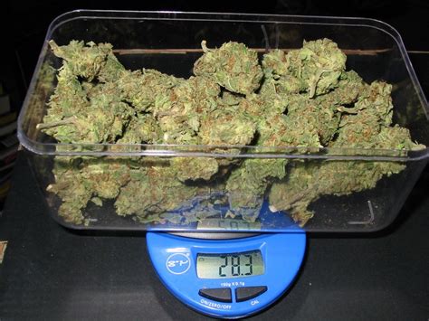 To convert pounds to ounces, multiply the pound value by 16. Weighing And Measuring Cannabis: Grams, Eighths, Quarters ...