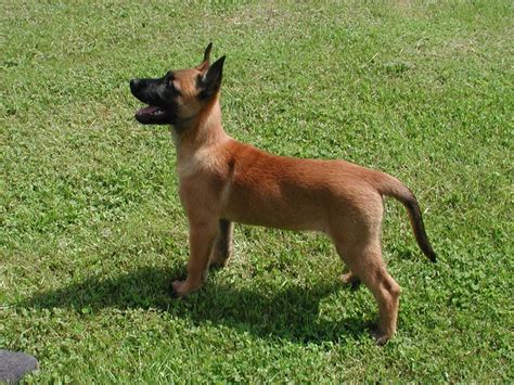 Ready to use for games and vr. Hunde - Rassehunde - Malinois Tieranzeigen Seite 3