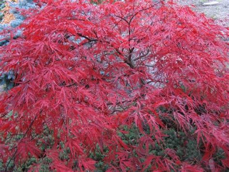 Red Dragon Japanese Maple A Dwarf Dazzling Deep Purple Red Lace Leaf