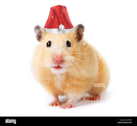 Christmas Hamster Isolated On White Stock Photo Alamy
