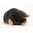 European Mole Facts History Useful Information And Amazing Pictures