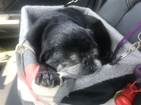 French bulldog puppies for sale, french bulldog dogs for adoption and oregon french bulldog dog breeder. This is Oskar, our newest Pug who has traveled from Oregon ...