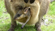 Baby Kangaroo in Pouch - YouTube