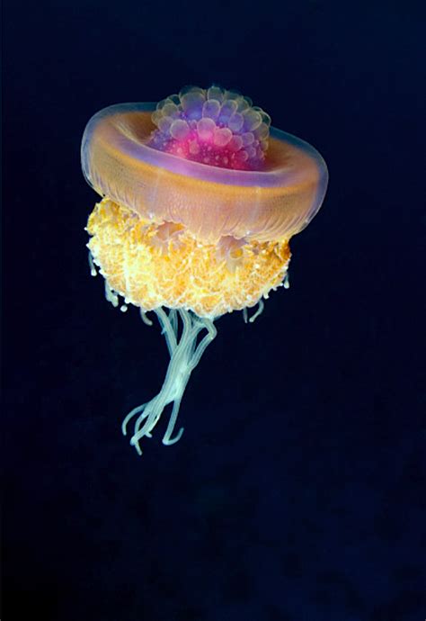 Crown Jellyfish Jellyfish Species Beautiful Sea