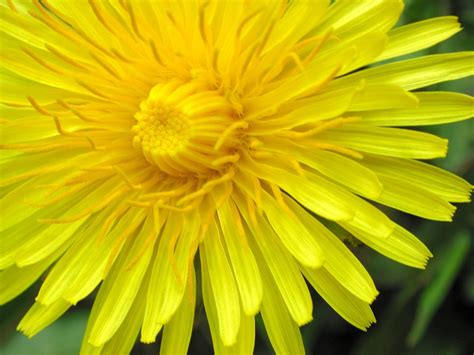 Yellow Dandelion Free Photo Download Freeimages