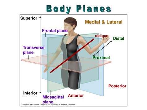 Planes Of The Body