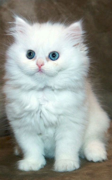 Cats White Persian Kitten Tap The Link For An Awesome