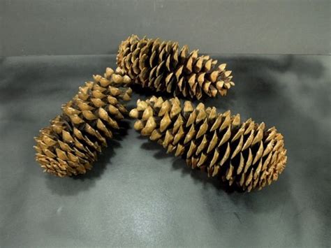 Extra Large Pine Cones