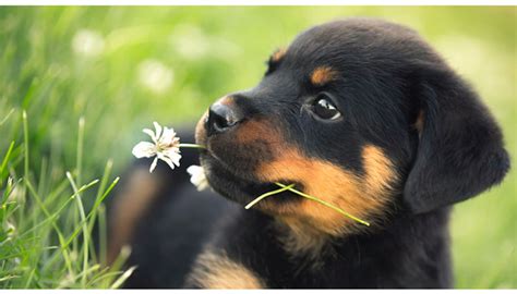 Do rottweiler puppies grow more slowly than other breeds? The Right Food for Your Rottweilers | Safe Pet Treats