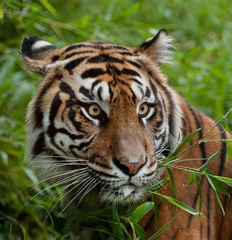 Sumatran Tiger Discover Akron Zoos Tiger Valley