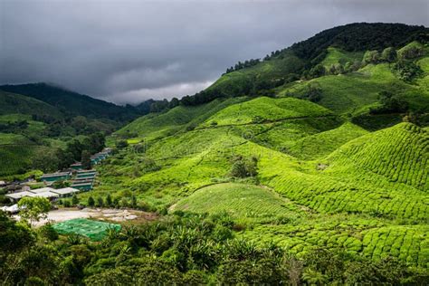 Tanah Rata Tea Plantation In Cameron Highlands Malaysia Stock Image