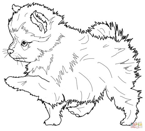 Pomeranian Puppy Coloring Page Free Printable Coloring Pages