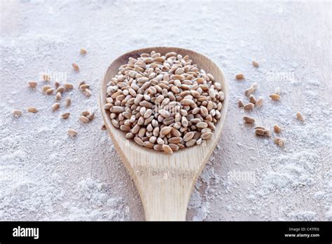 Spoonful Of Cereal Grain Stock Photo Alamy