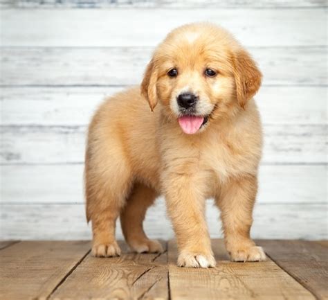 Golden retriever puppy for sale in jacksonville, nc, usa. Golden Retriever Puppies Nc Akc - petfinder