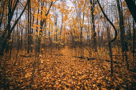 Browse Free Hd Images Of Golden Autumn Leaves