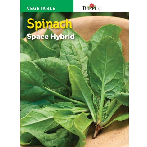 Burpee Spinach Space Hybrid Seed 64106 The Home Depot