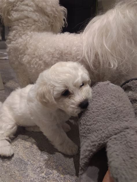 Find the perfect puppies in texas (tx)! Stunning 2 boys Bichon Frise puppies for sale | Bichon ...