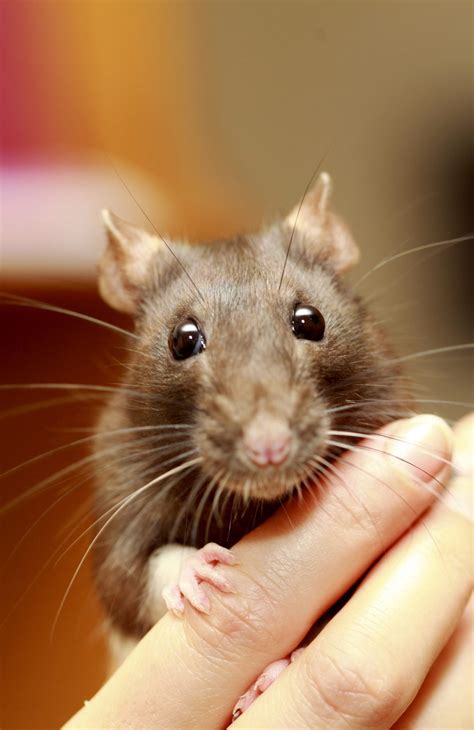 Pet Rats Could A Rat Be Your New Best Friend