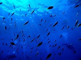 Aqua Dive Kohollo - Day Tour (大島郡瀨戶內町) - 旅遊景點評論 - Tripadvisor