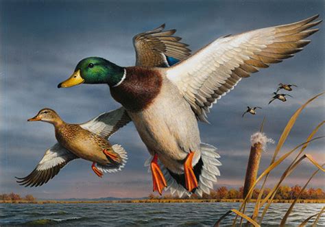 See Federal Duck Stamp Art And More At Wildlife Art Festival In Rancho