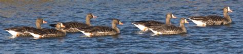 Greater White Fronted Goose San Diego Bird Spot