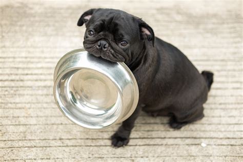 10 Best Small Breed Dog Foods In 2022 Dog Food Care