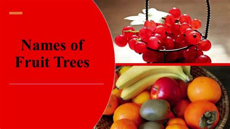 Names Of Fruit Trees For Kids Youtube
