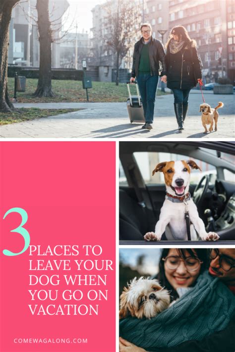 3 Places To Leave Your Dog When On Vacation Come Wag Along