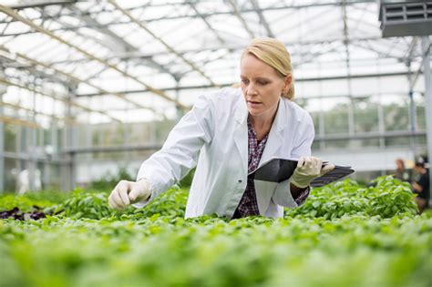 Scientist Inspecting Plants Stock Photo Download Image Now Istock