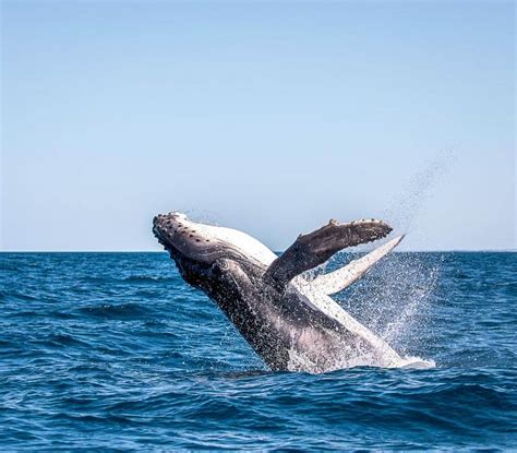 Boston Whale Watching Cruises Discounts Deals Boston Discovery Guide