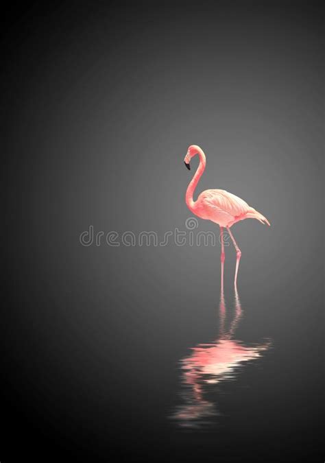 Flamingo In Black And White Stock Photo Image Of Shallow Black 2640652