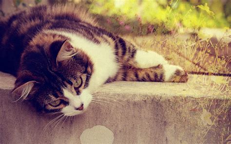 Cat Sleep Cute Pet Cat Hd Wallpaper Peakpx