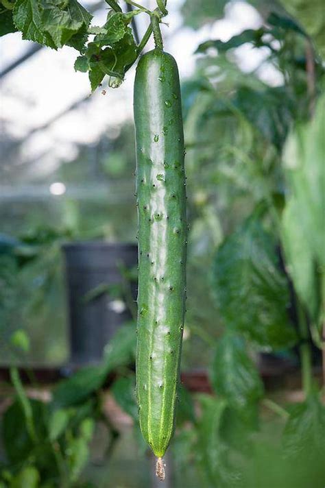 Buy Cucumber Burpless Tasty Green F1 Seeds Seeds Online Happy
