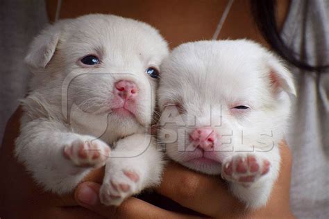 Close Up Of Cute Small White Puppies Anipixels