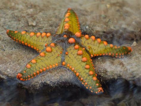 Starfish Water Animals Aquatic Animals Starfish Species Beautiful