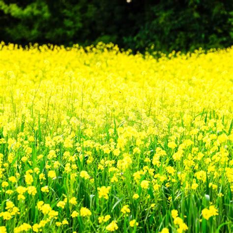 Rapeseed Field Yellow Flowers Field Landscape Stock Image Image Of