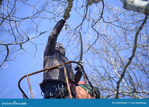 Arborists Cut Branches Of A Tree Using Truck Mounted Lift Editorial