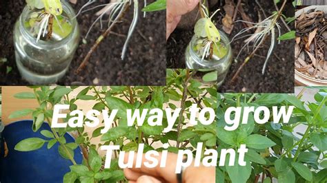 How To Grow Tulsi Plant From Cuttings In Water Youtube
