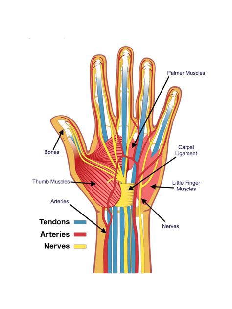 Anatomical names especially the basle nomina anatomica (bna). Anatomy of the Hand - Brace Access