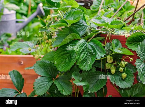 Unripre Garden Strawberries Fragaria × Ananassa Growing At Home In