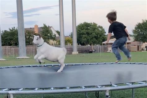 Trampoline Loving Goat Jumps Around With Boy In Joyous Video