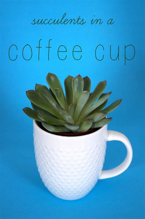 Buy french country coffee mugs and get the best deals at the lowest prices on ebay! Succulents in a Coffee Cup - As The Bunny Hops®